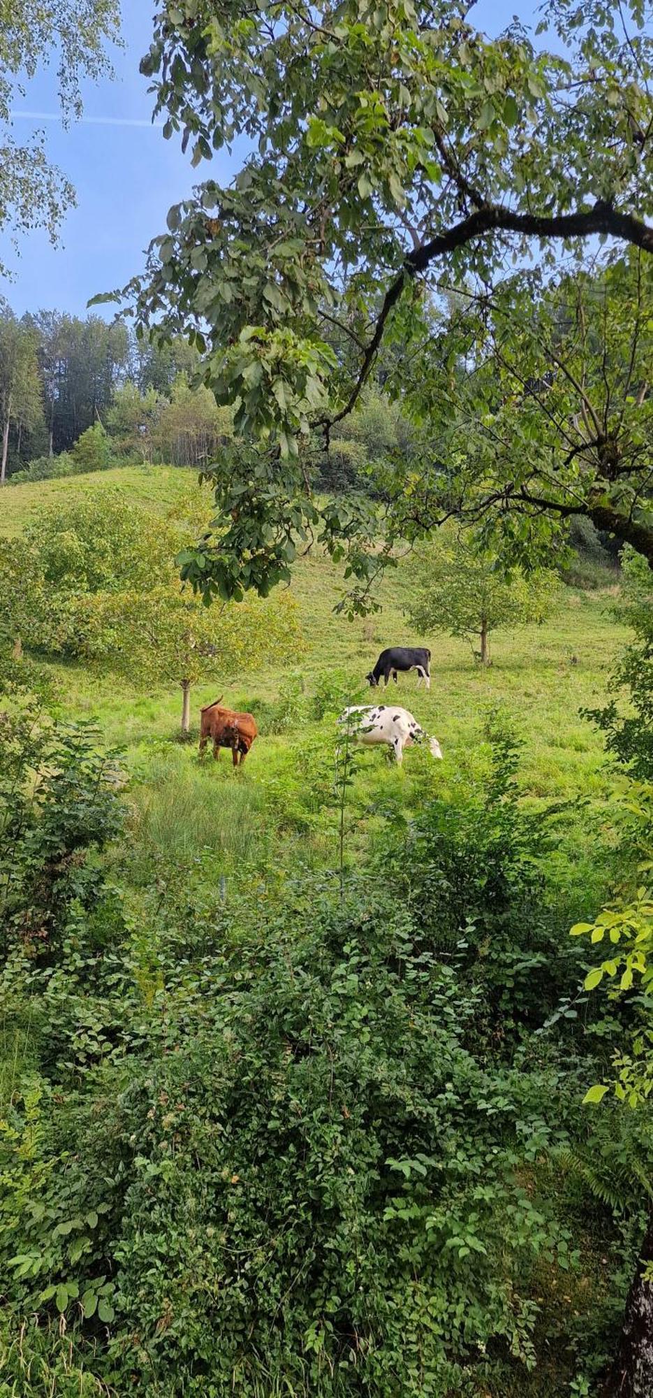 Ferienwohnung Im Gruenen Altstätten Esterno foto